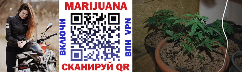 Конопля SATIVA & INDICA  Нестеровская 